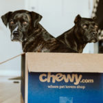 dogs in a Chewy.com box