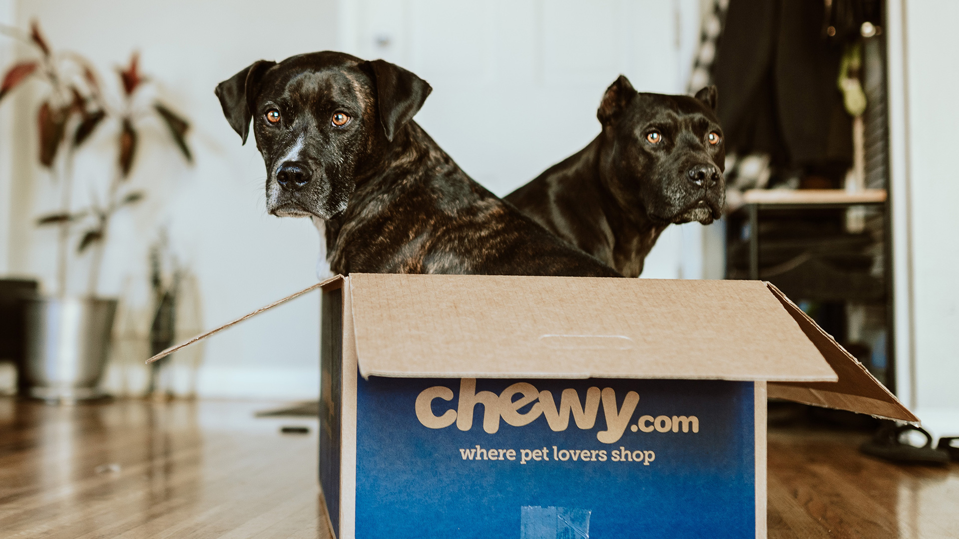dogs in a Chewy.com box